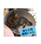 愛猫3匹☆ハムスター2匹☆（個別スタンプ：22）