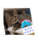 愛猫3匹☆ハムスター2匹☆（個別スタンプ：23）