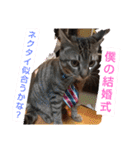 愛猫3匹☆ハムスター2匹☆（個別スタンプ：27）