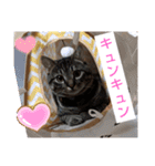 愛猫3匹☆ハムスター2匹☆（個別スタンプ：31）