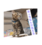 愛猫3匹☆ハムスター2匹☆（個別スタンプ：34）