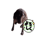 ジャーマンポインター（個別スタンプ：5）
