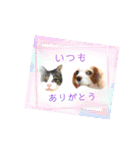 動物ずきさん専用★ヤバかわ保護犬・保護猫（個別スタンプ：31）