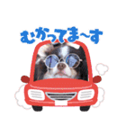 チワワのアマロ達【日常会話編4】（個別スタンプ：7）
