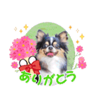 チワワのアマロ達【日常会話編4】（個別スタンプ：9）