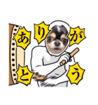チワワのアマロ達【日常会話編4】（個別スタンプ：17）