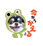 チワワのアマロ達【日常会話編4】（個別スタンプ：20）