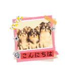 チワワのアマロ達【日常会話編4】（個別スタンプ：24）
