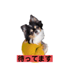 チワワのアマロ達【日常会話編4】（個別スタンプ：26）