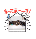 チワワのアマロ達【日常会話編4】（個別スタンプ：27）