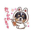 チワワのアマロ達【日常会話編4】（個別スタンプ：31）