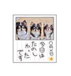 チワワのアマロ達【日常会話編4】（個別スタンプ：32）