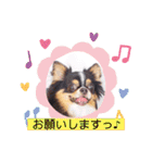 チワワのアマロ達【日常会話編4】（個別スタンプ：35）