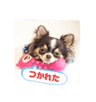 チワワのアマロ達【日常会話編4】（個別スタンプ：36）