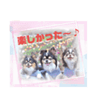 チワワのアマロ達【日常会話編4】（個別スタンプ：39）