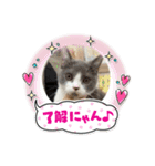 マロコロニャンニャン4（個別スタンプ：8）