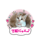マロコロニャンニャン4（個別スタンプ：15）