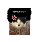 NEKONEKOちゃん（個別スタンプ：3）