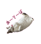ひっくりかえるねこ（個別スタンプ：1）