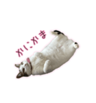 ひっくりかえるねこ（個別スタンプ：2）