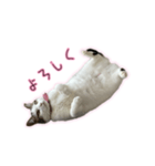 ひっくりかえるねこ（個別スタンプ：3）