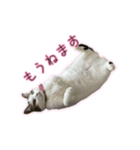 ひっくりかえるねこ（個別スタンプ：4）
