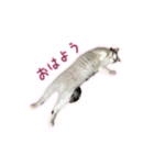 ひっくりかえるねこ（個別スタンプ：5）