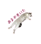 ひっくりかえるねこ（個別スタンプ：6）