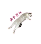 ひっくりかえるねこ（個別スタンプ：7）