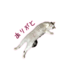 ひっくりかえるねこ（個別スタンプ：8）