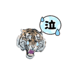 Tiger魔法陣seriesスタンプ（個別スタンプ：5）