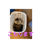 猫のモナとジャスミンのオリジナルスタンプ（個別スタンプ：1）