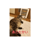 猫のモナとジャスミンのオリジナルスタンプ（個別スタンプ：9）