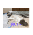 猫のモナとジャスミンのオリジナルスタンプ（個別スタンプ：13）