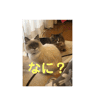 猫のモナとジャスミンのオリジナルスタンプ（個別スタンプ：15）