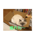 猫のモナとジャスミンのオリジナルスタンプ（個別スタンプ：24）