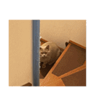 ふぉびぃちーず（個別スタンプ：17）