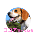 ココアちゃんねる2（個別スタンプ：1）