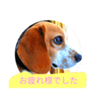 ココアちゃんねる2（個別スタンプ：2）
