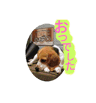 ココアちゃんねる2（個別スタンプ：3）