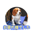 ココアちゃんねる2（個別スタンプ：6）