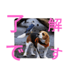 ココアちゃんねる2（個別スタンプ：7）