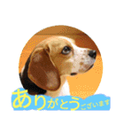 ココアちゃんねる2（個別スタンプ：16）