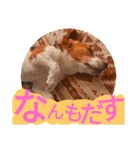 ココアちゃんねる2（個別スタンプ：17）