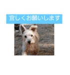 ゆうもこ＋レッド（個別スタンプ：11）