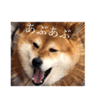 しゃなこはスタンプ3（個別スタンプ：3）