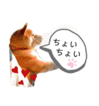 しゃなこはスタンプ3（個別スタンプ：11）
