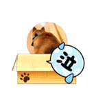 しゃなこはスタンプ3（個別スタンプ：16）