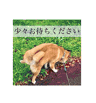 しゃなこはスタンプ3（個別スタンプ：21）