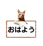 T omo's Cat2（個別スタンプ：1）